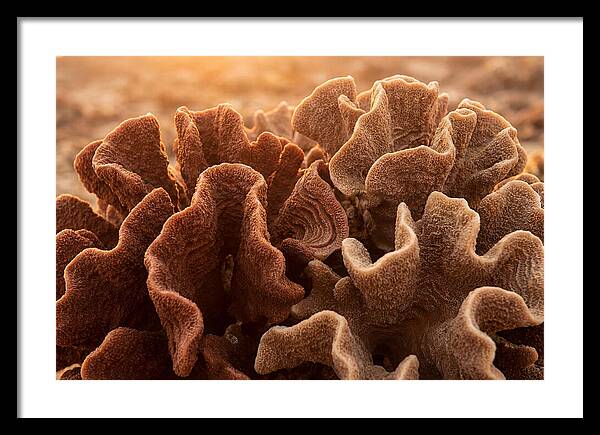Abstract Coral Forms In Warm Terracotta