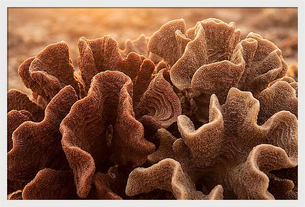 Abstract Coral Forms In Warm Terracotta