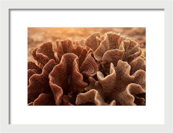 Abstract Coral Forms In Warm Terracotta