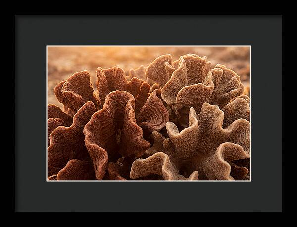Abstract Coral Forms In Warm Terracotta