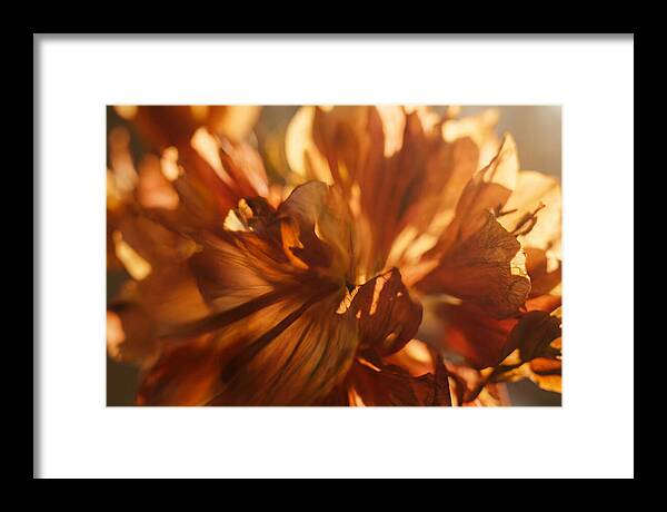 Abstract Flower Burst