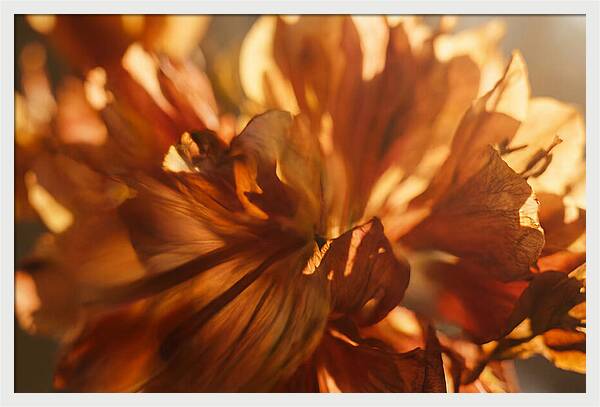 Abstract Flower Burst