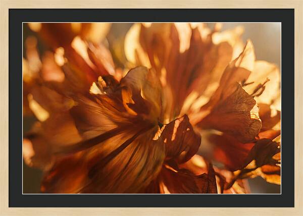 Abstract Flower Burst