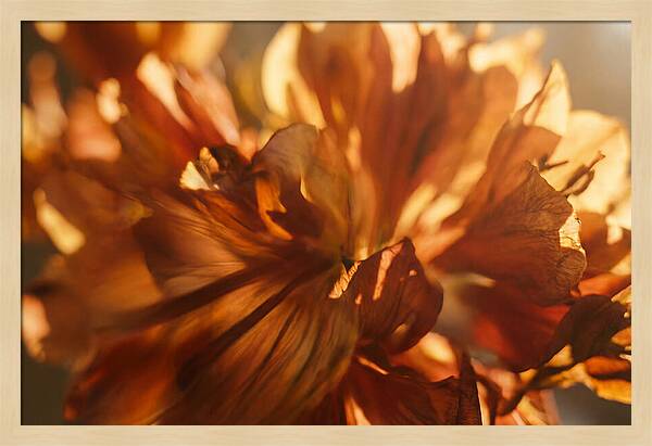 Abstract Flower Burst
