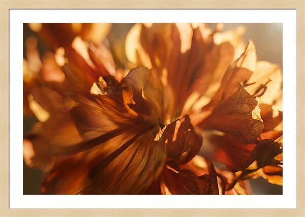Abstract Flower Burst