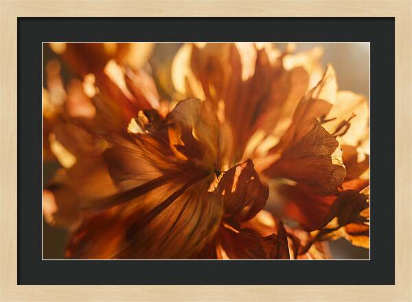 Abstract Flower Burst