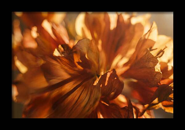 Abstract Flower Burst