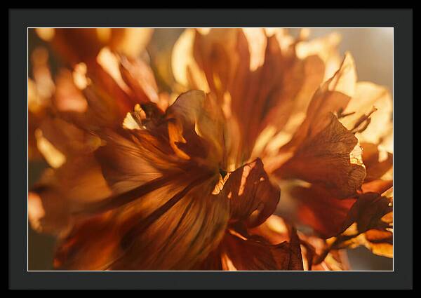 Abstract Flower Burst