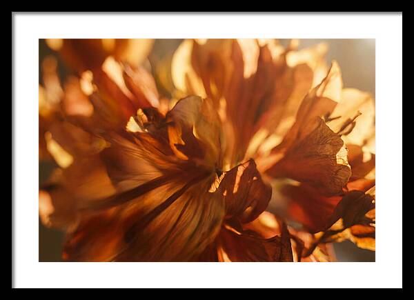 Abstract Flower Burst