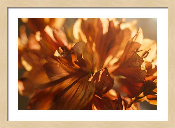 Abstract Flower Burst