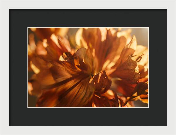 Abstract Flower Burst