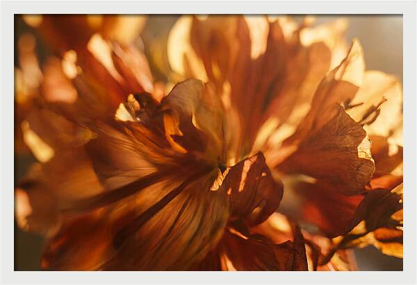 Abstract Flower Burst