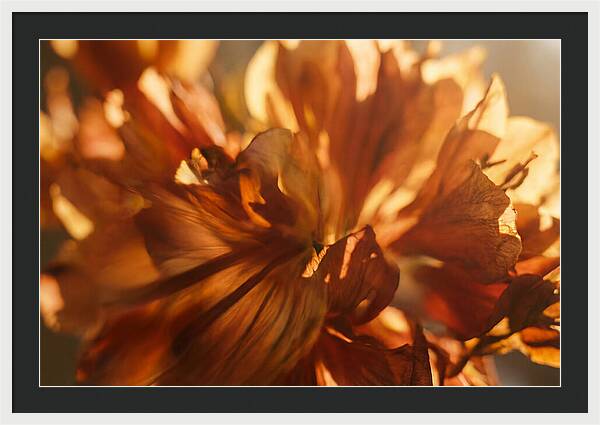 Abstract Flower Burst