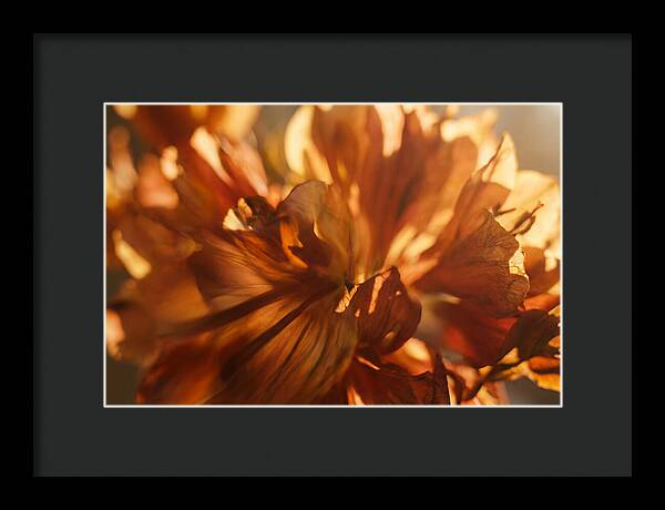 Abstract Flower Burst