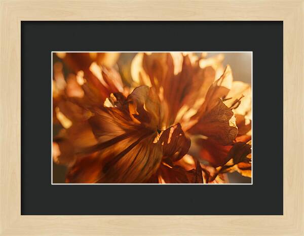 Abstract Flower Burst