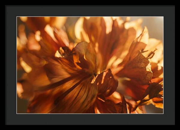Abstract Flower Burst
