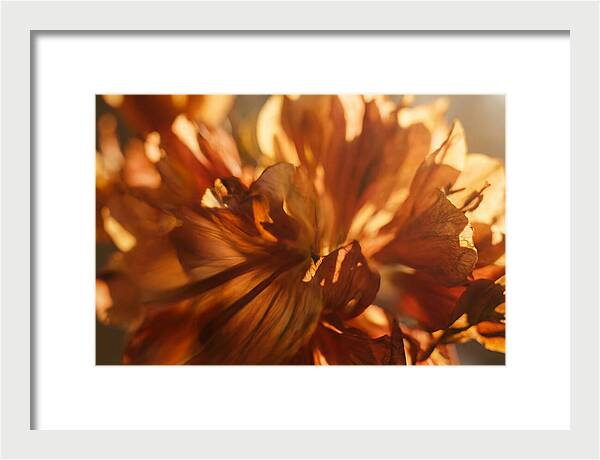Abstract Flower Burst