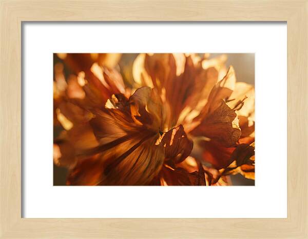 Abstract Flower Burst