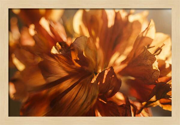 Abstract Flower Burst
