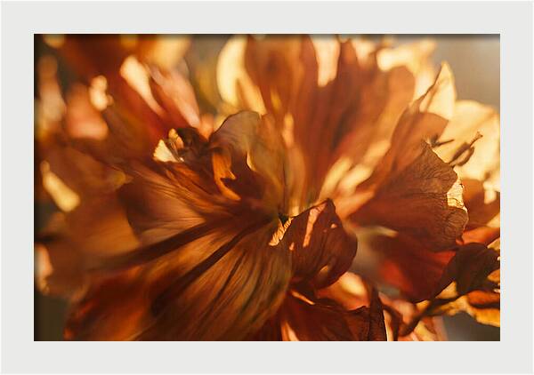 Abstract Flower Burst