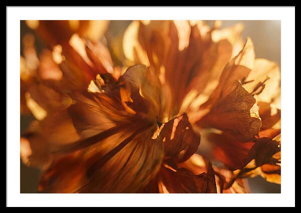 Abstract Flower Burst