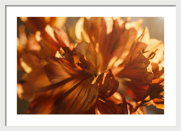 Abstract Flower Burst