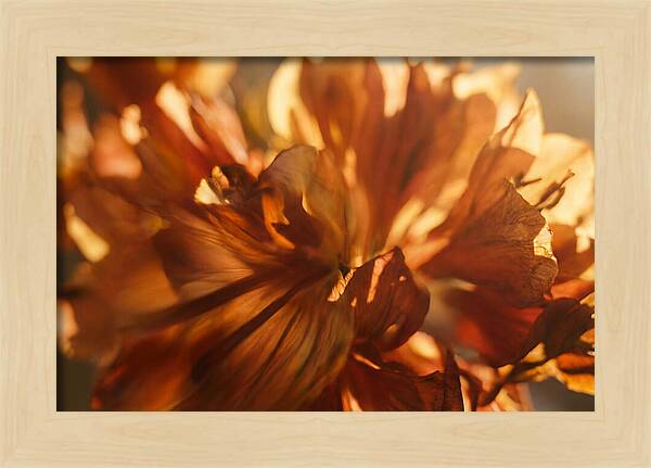 Abstract Flower Burst