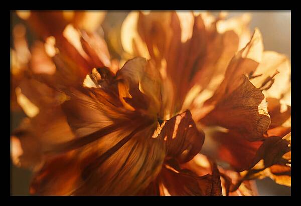 Abstract Flower Burst