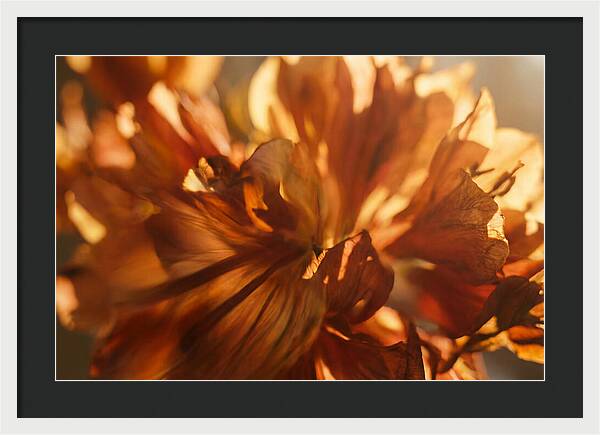 Abstract Flower Burst