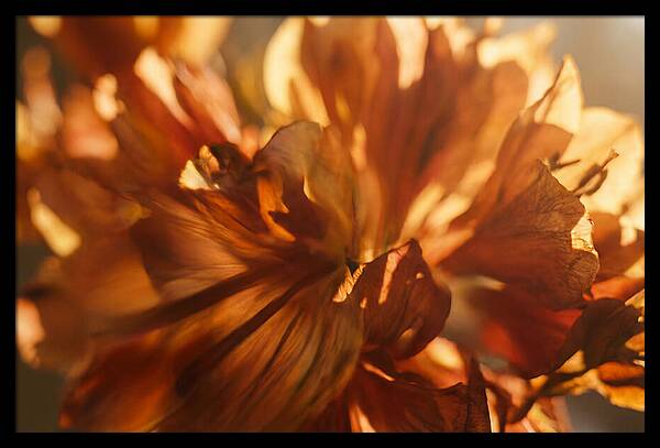 Abstract Flower Burst
