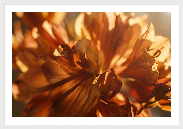 Abstract Flower Burst