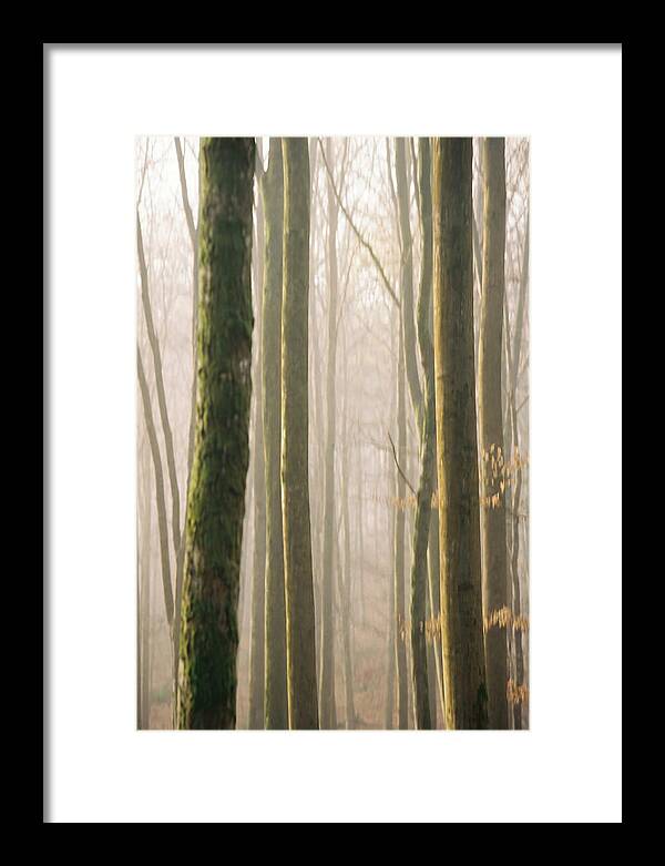 Abstract Forest Serenity