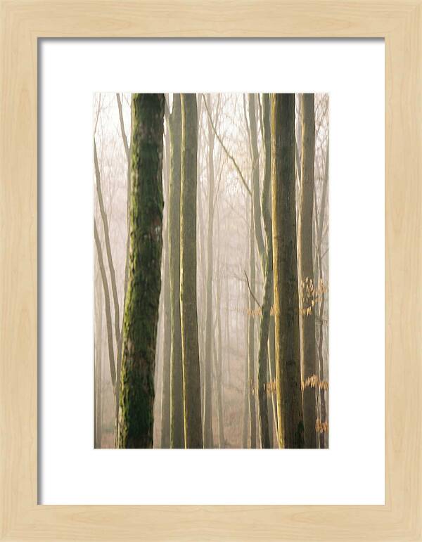 Abstract Forest Serenity
