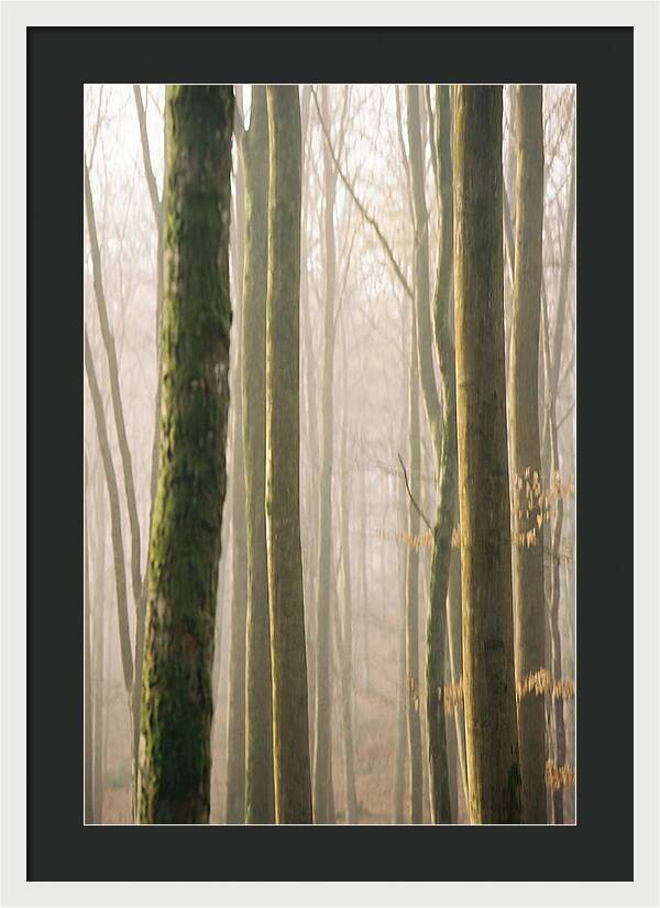 Abstract Forest Serenity