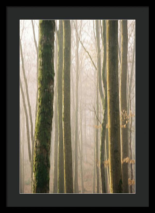 Abstract Forest Serenity