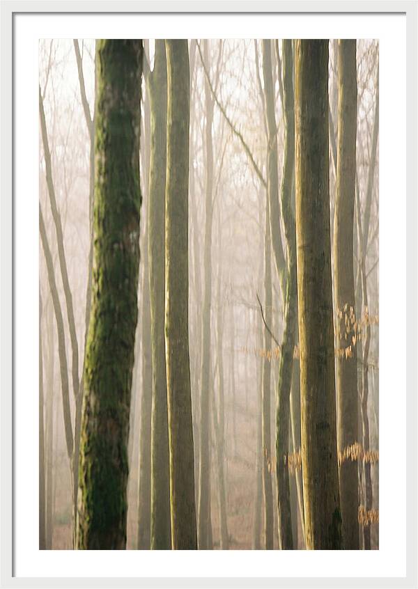 Abstract Forest Serenity