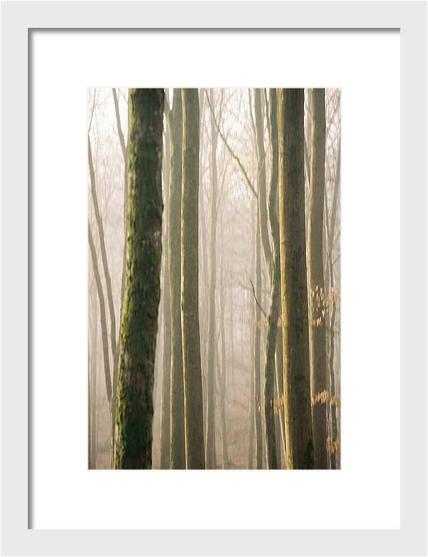 Abstract Forest Serenity