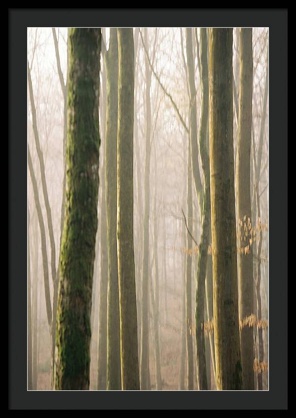 Abstract Forest Serenity