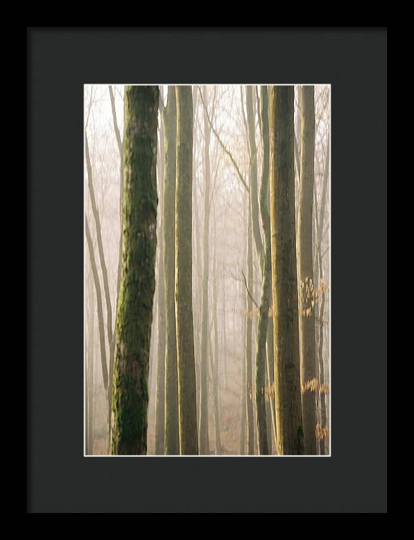 Abstract Forest Serenity