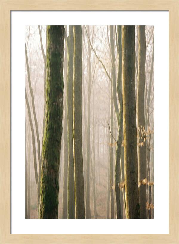 Abstract Forest Serenity