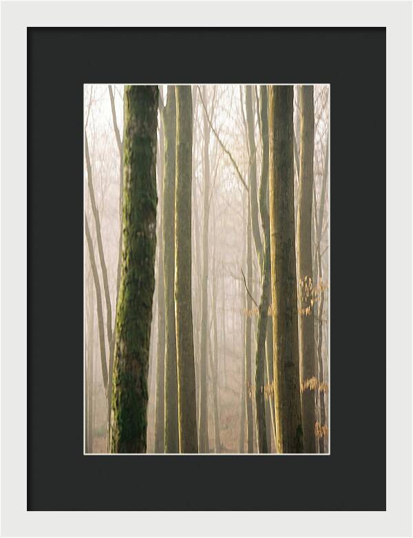 Abstract Forest Serenity