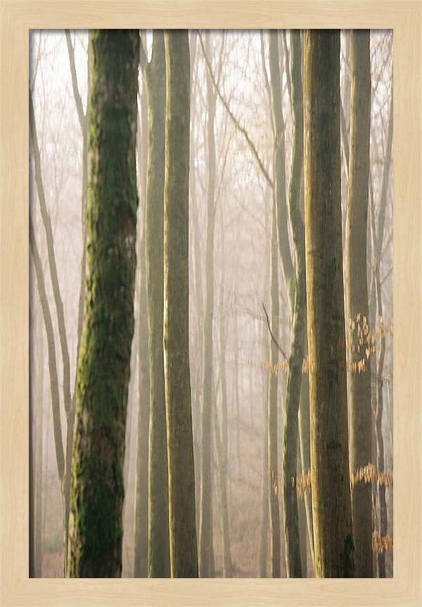 Abstract Forest Serenity
