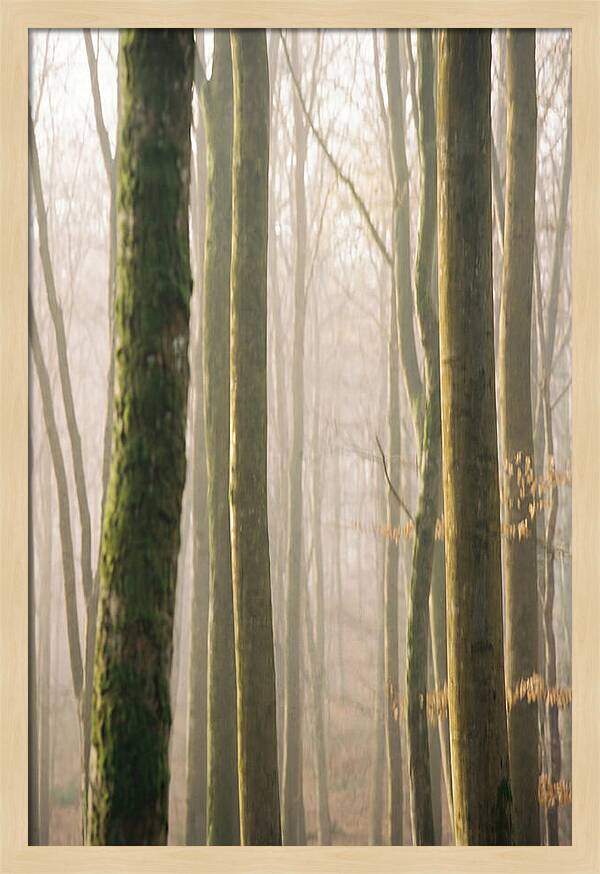 Abstract Forest Serenity