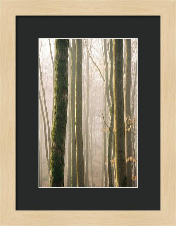 Abstract Forest Serenity