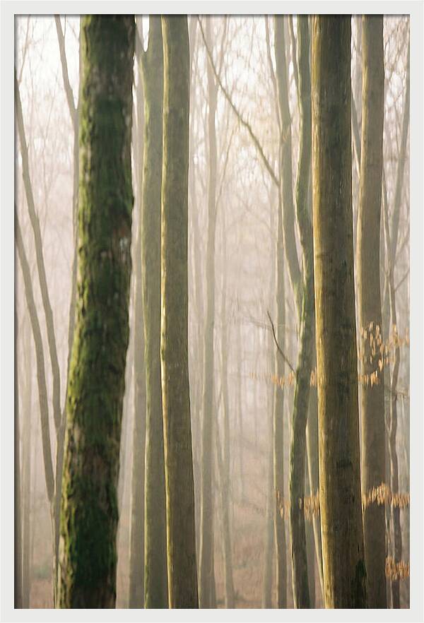 Abstract Forest Serenity
