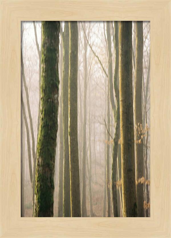 Abstract Forest Serenity