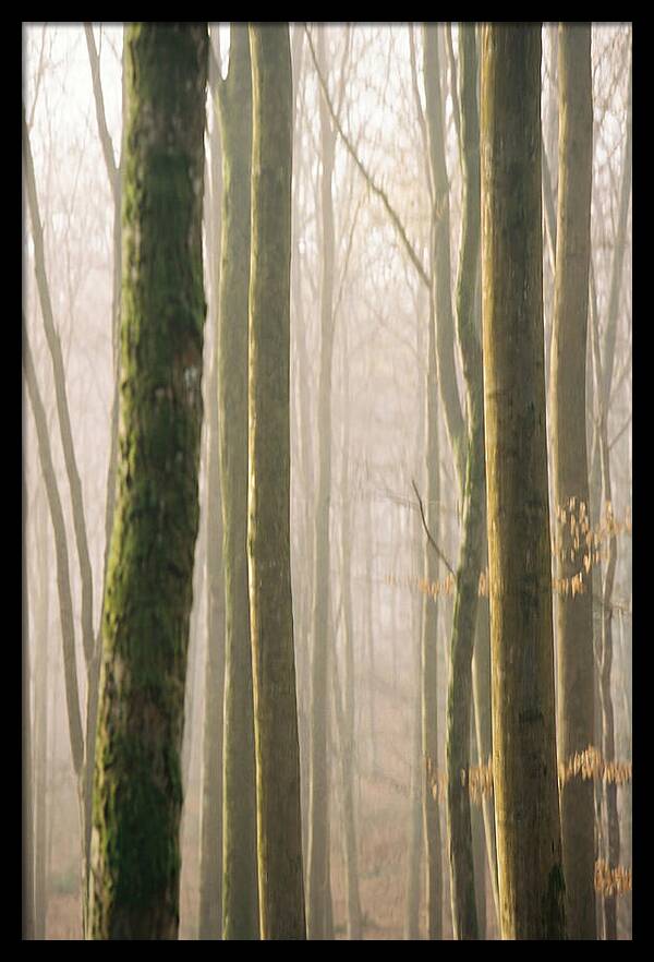 Abstract Forest Serenity