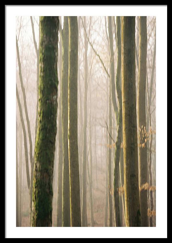 Abstract Forest Serenity