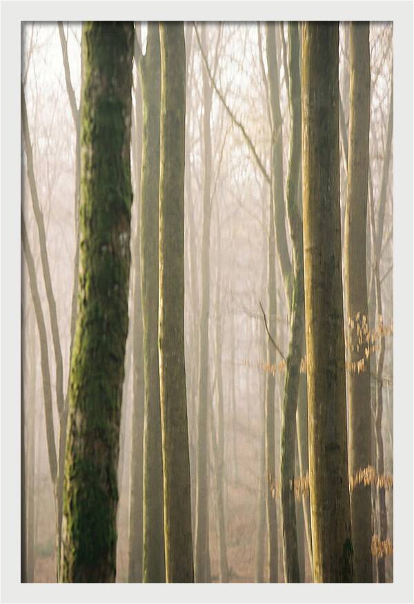 Abstract Forest Serenity