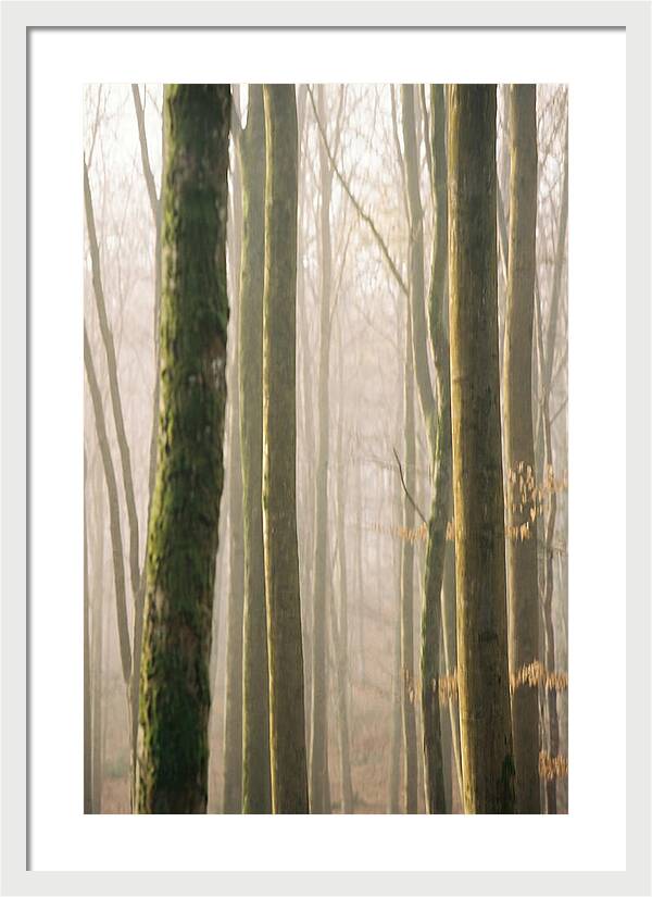 Abstract Forest Serenity
